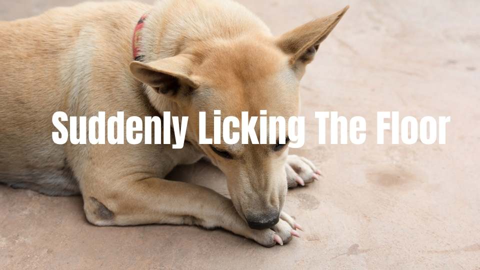 why do dogs lick the floor