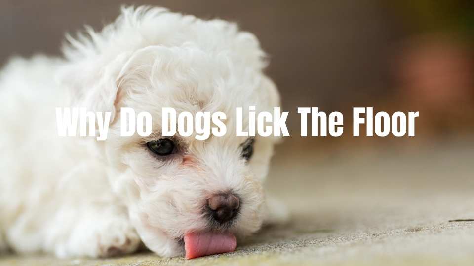 why do dogs lick the floor