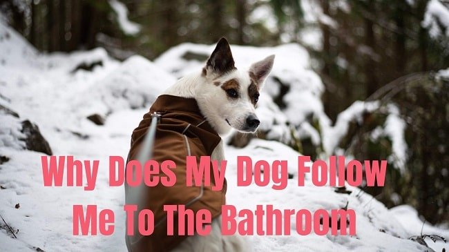 Why Does My Dog Follow Me To The Bathroom | Reason And Solving